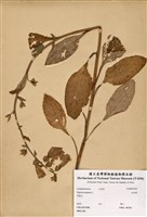 藏品(毛地黃)的圖片